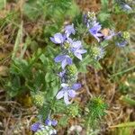 Veronica orsiniana Blüte