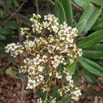 Photinia arbutifolia Кветка