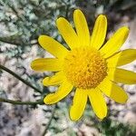 Senecio gallicus 花