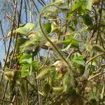 Distimake aegyptius अन्य