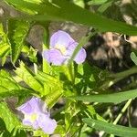 Mimulus alatus Virág