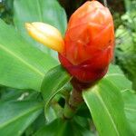 Costus scaber Fiore