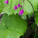 Primula matthioli Flower