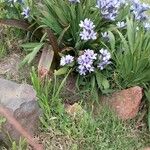 Babiana angustifolia Virág