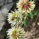 Trifolium montanum Flower