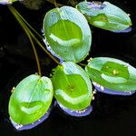 Potamogeton natans Leaf