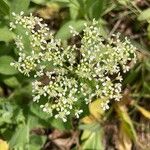 Lepidium drabaFlower