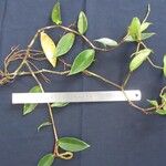 Peperomia macrostachyos その他の提案