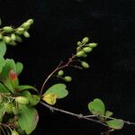 Berberis koehneana Staniste