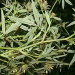 Stylosanthes humilis List