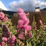 Spiraea douglasiiFlower