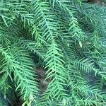 Araucaria cunninghamii Outro