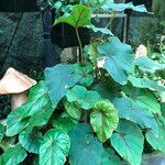 Begonia handelii Hábitos