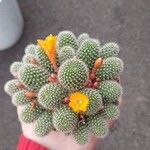 Rebutia minuscula List