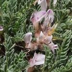 Astragalus sempervirens Квітка