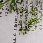 Galium laevigatum Flors