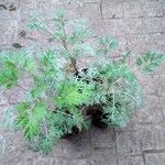 Artemisia absinthiumLeaf