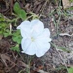 Petunia axillaris Flors