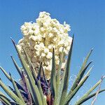 Yucca schidigera Frunză