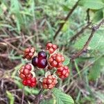 Rubus urticifolius Fruit