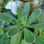 Saxifraga cotyledon 葉