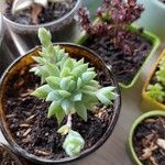 Graptopetalum macdougallii Leaf