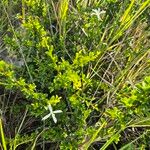 Turraea parvifolia Blad