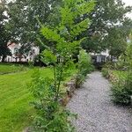 Fraxinus excelsior 整株植物