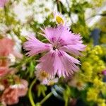 Dianthus plumarius Flower