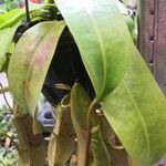 Nepenthes truncata Leaf