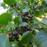 Rhamnus cathartica 果實