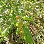 Triosteum perfoliatum Frukt