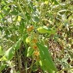 Triosteum perfoliatum Fruit