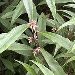 Sarcococca orientalis Folio