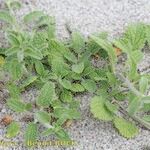 Stachys maritima অভ্যাস