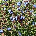 Ceratostigma willmottianum Blüte