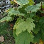 Rheum officinale Feuille