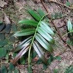 Marcgravia umbellata Hoja