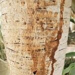 Dracaena draco Bark