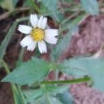 Tridax procumbens Цветок