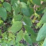 Celtis tenuifolia Foglia