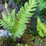 Polypodium vulgare Лист