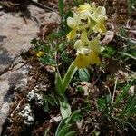 Orchis pauciflora 花