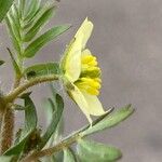 Tribulus terrestris Blüte