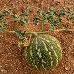 Citrullus colocynthis Fruto