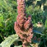 Amaranthus hybridus Blomma