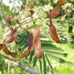Acacia dealbata Frunză
