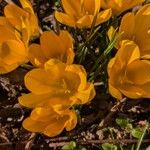 Crocus chrysanthus Flor
