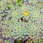 Ludwigia sedoides Leaf