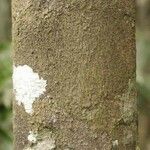 Ilex martiniana Bark